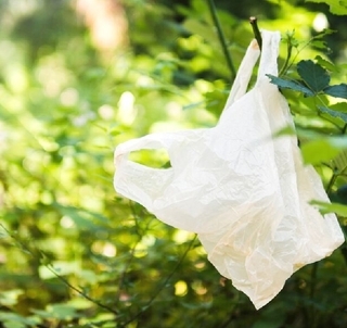 Plastic-bag-in-a-tree Plastic-bag-in-a-tree