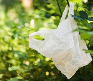 Plastic-bag-in-tree Plastic-bag-in-tree
