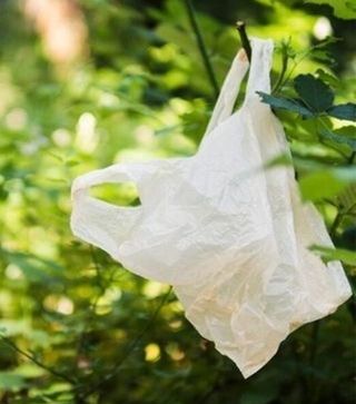 Plastic-bag-in-tree-image Plastic-bag-in-tree-image